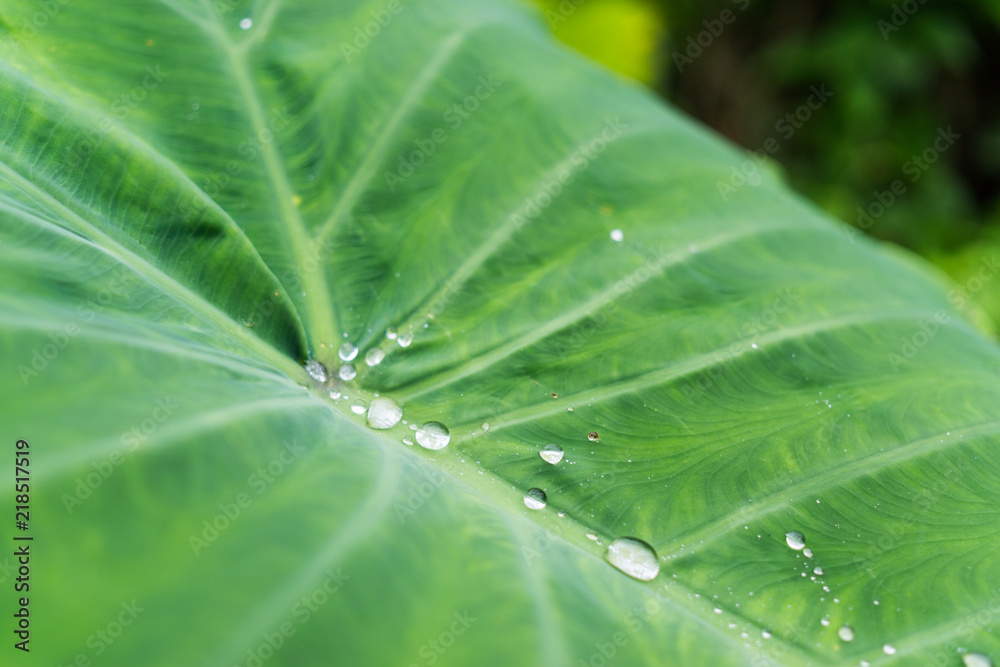 水滴落在绿叶上，这是一个关于雨季的概念