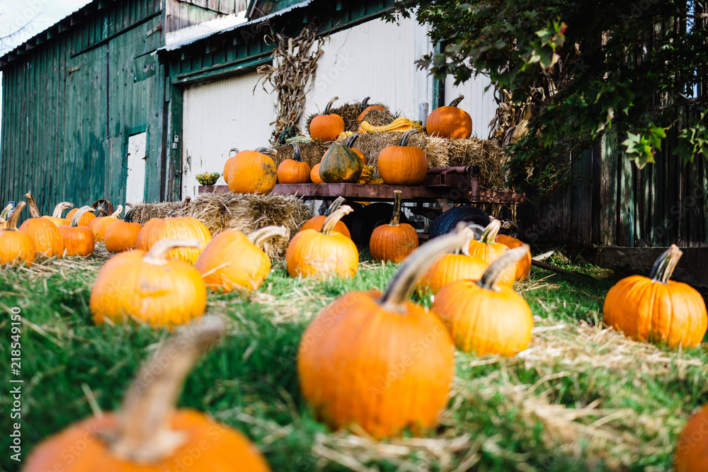 Artisanal Pumpkin Patch with Orange and Green Pumpkins at a Vineyard in Virginia in the Fall against