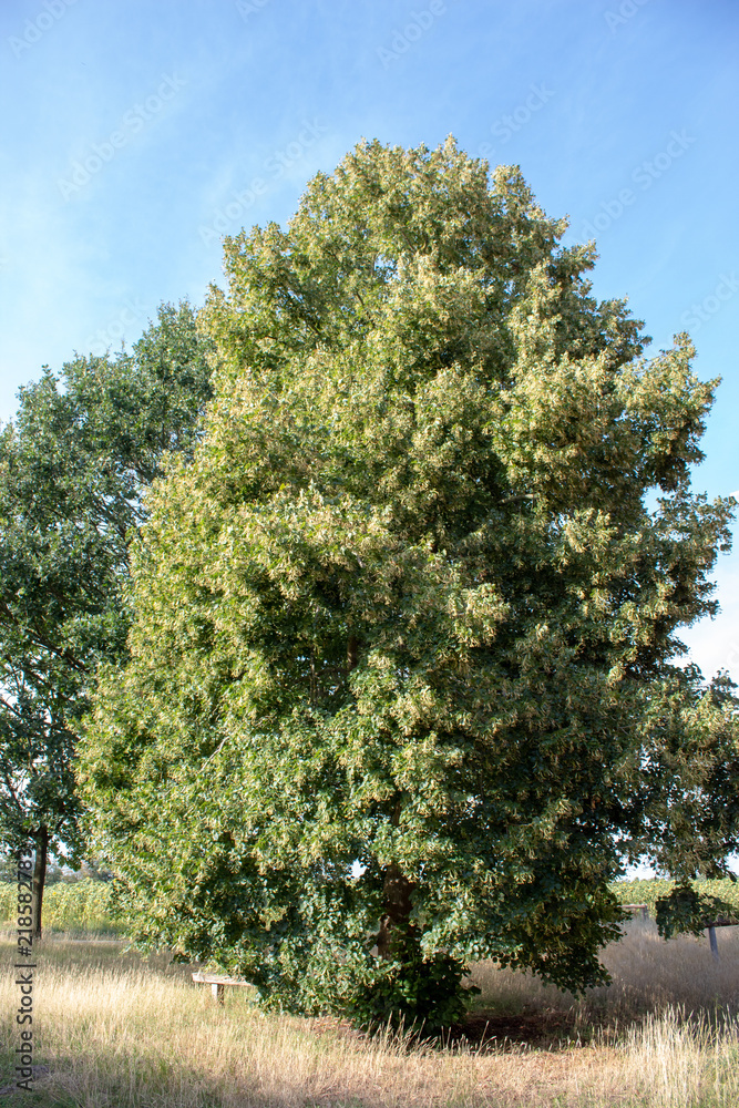 Ein schöner Tag am Baum