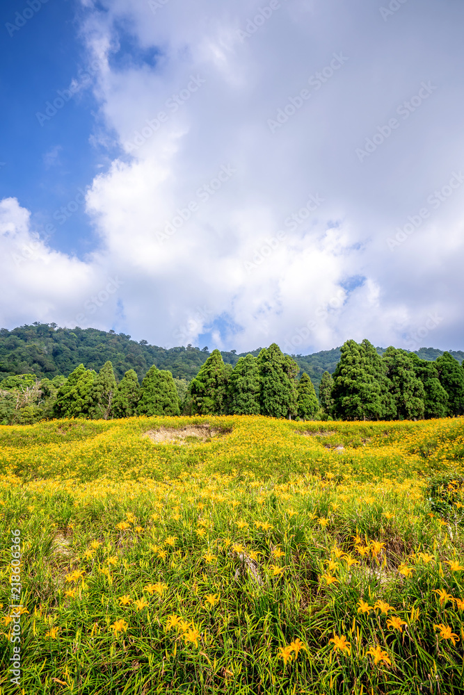 奇克山（奇克山）的橙色黄花菜（茶色黄花菜）花场，有蓝天和clo