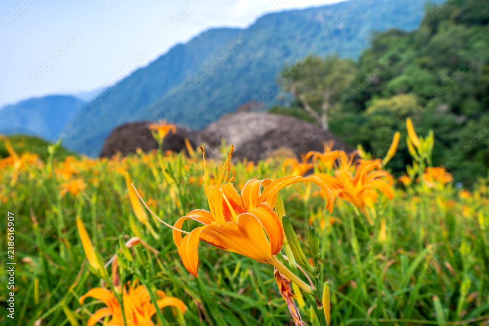 橙色的黄花（茶色的黄花）随着bac在整个奇克山（奇克山）绽放