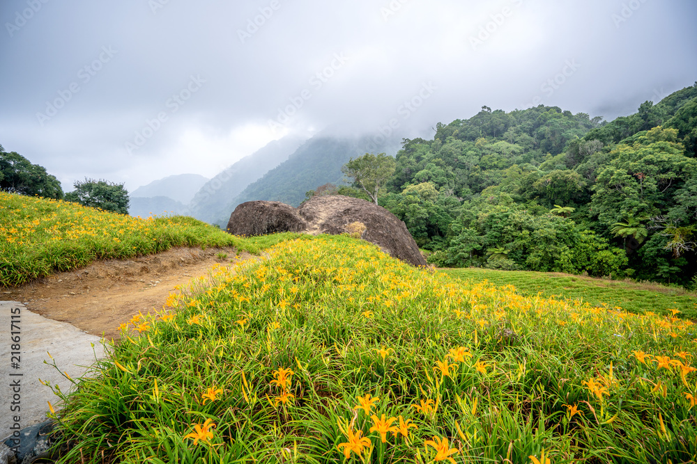 奇克山（奇克山）的橙色黄花菜（茶色黄花菜）花场，有蓝天和木屐