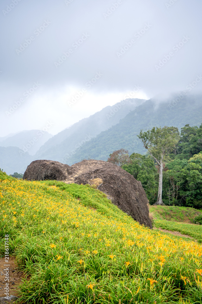 奇克山（奇克山）的橙色黄花（黄褐色黄花）花卉农场，蓝天碧绿