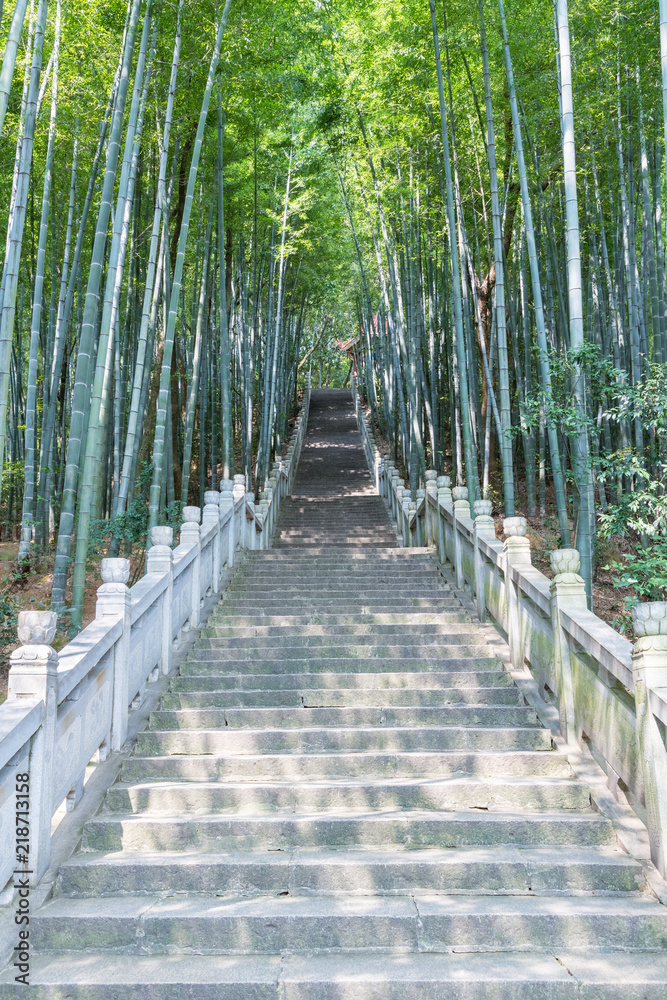 绿色竹林和石阶