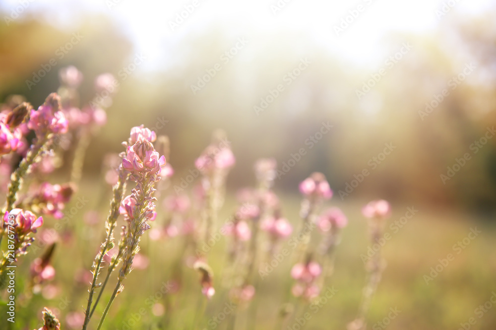 Spring meadow with wild pink flowers