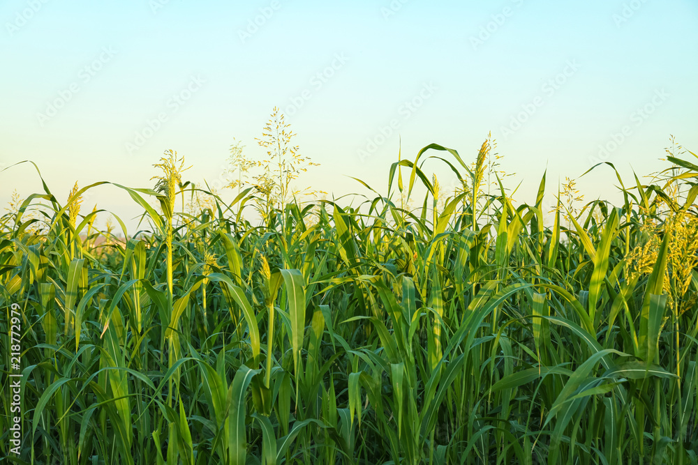 Corn growing in field on summer day