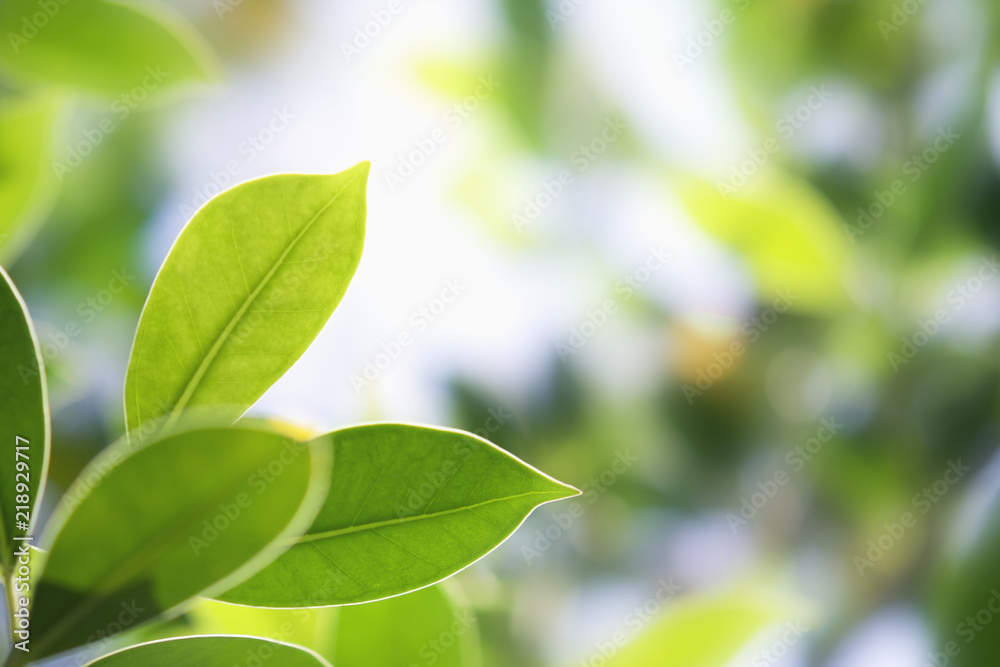 closeup green leaf in nature with sunshine