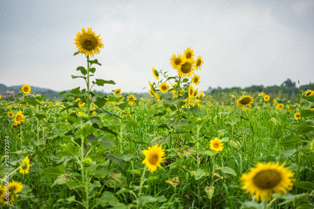 花园里的向日葵