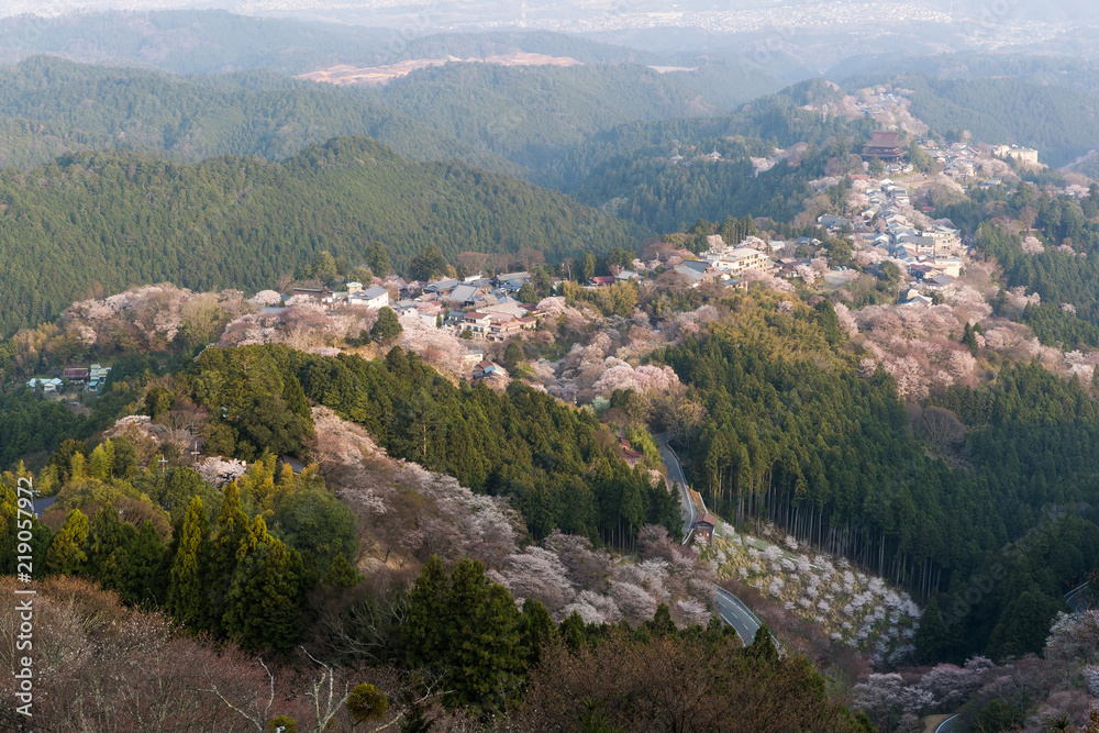 吉野山樱花。奈良县吉野山，日本最著名的樱花