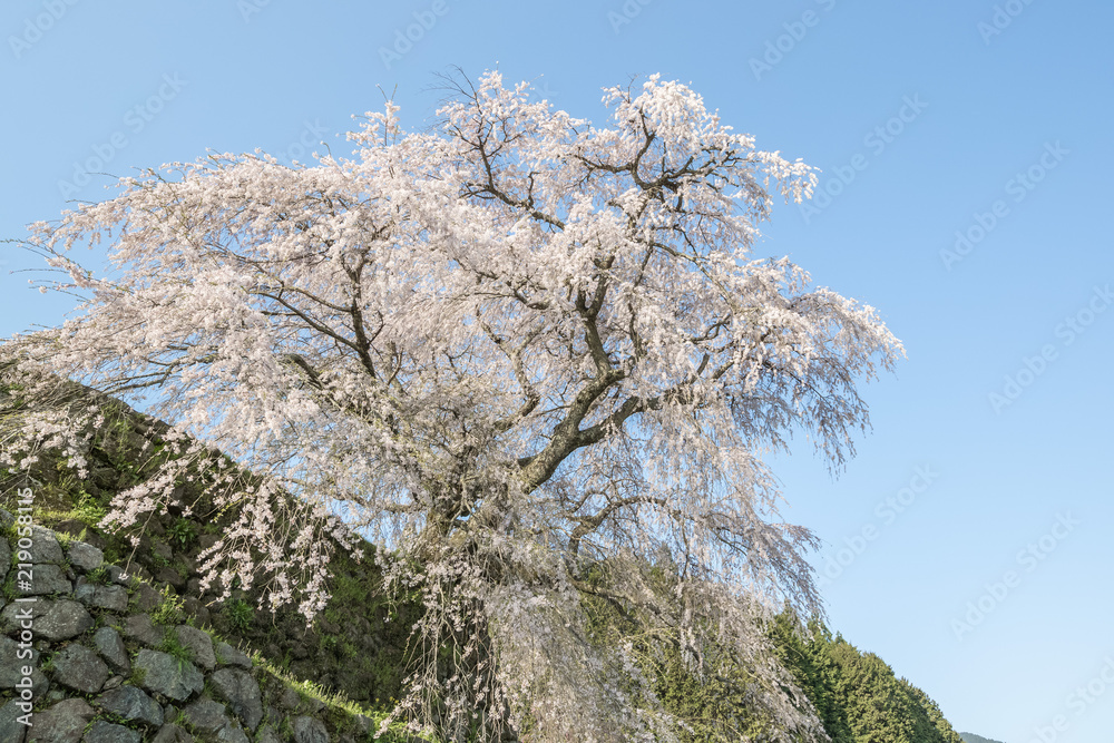 Matabei sakura，种植在奈良县宇田市洪果地区的受人喜爱的巨型悬垂樱花树