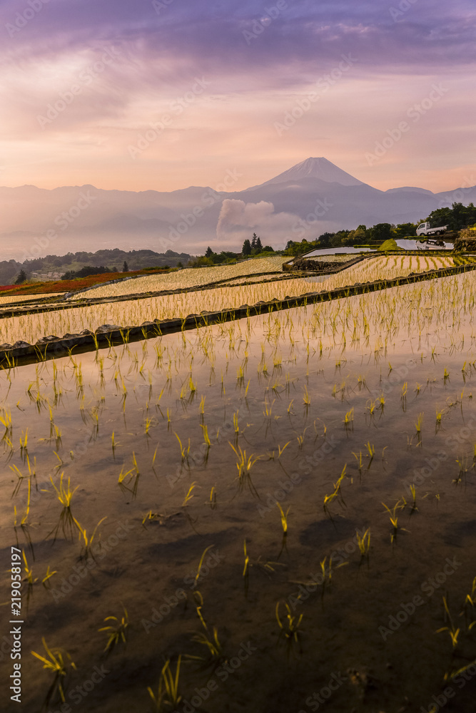 夏季的日本稻田和富士山