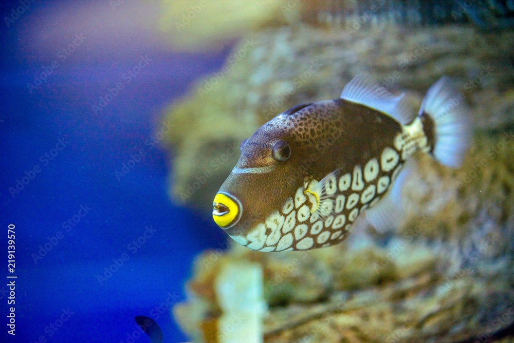 小丑鳞鲀在水族馆里游泳