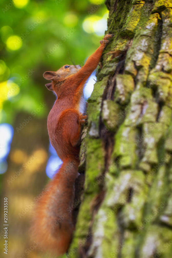 Red squirrel on a tree, with a beautiful bokeh in the background. Low depth of sharpness.