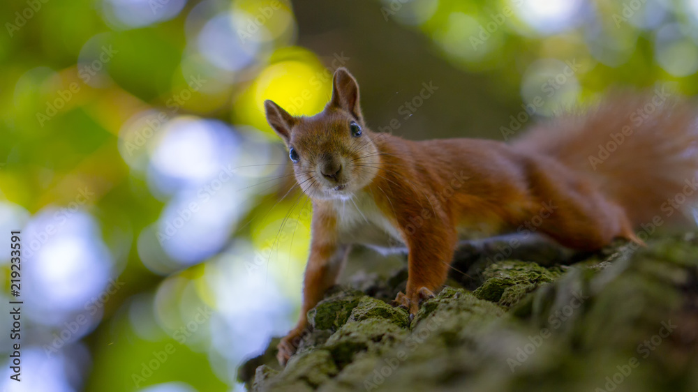 Red squirrel on a tree, with a beautiful bokeh in the background. Low depth of sharpness.