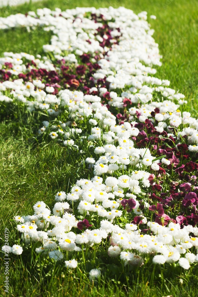 花园里的花朵