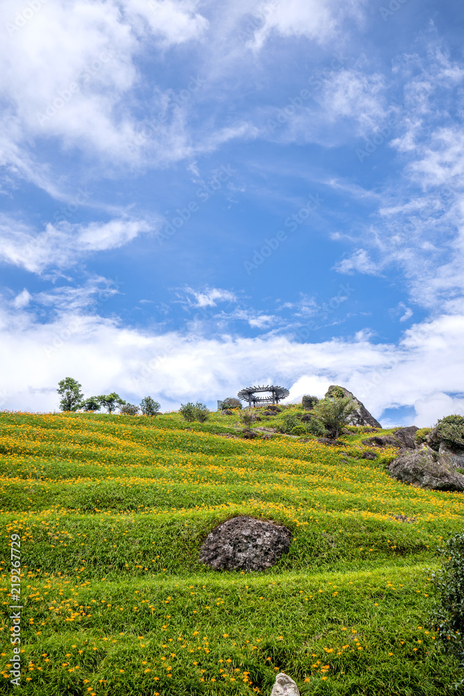 六十石山（柳石丹山）的橙色黄花菜（黄褐色黄花菜）花卉农场，带有蓝色s