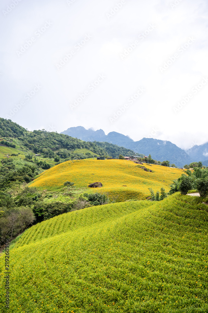 六十石山（柳石丹山）的橙色黄花菜（茶色黄花菜）花场，蓝色s