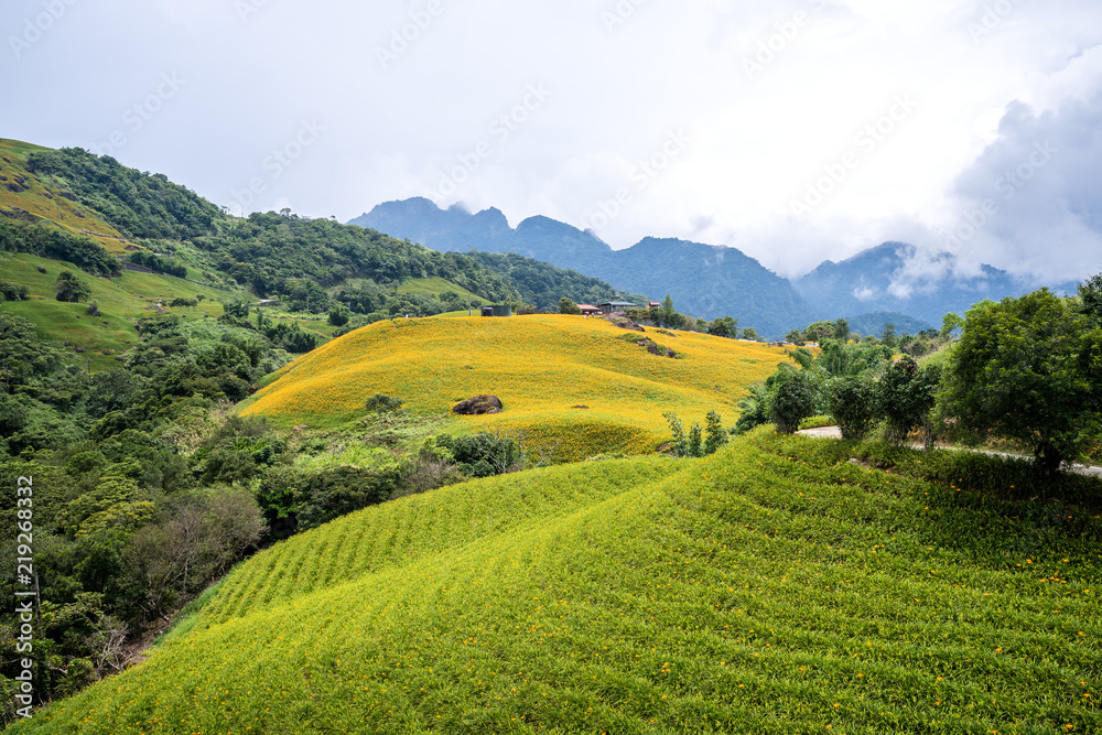 六十石山（柳石丹山）的橙色黄花（茶色黄花）花卉农场，蓝色s