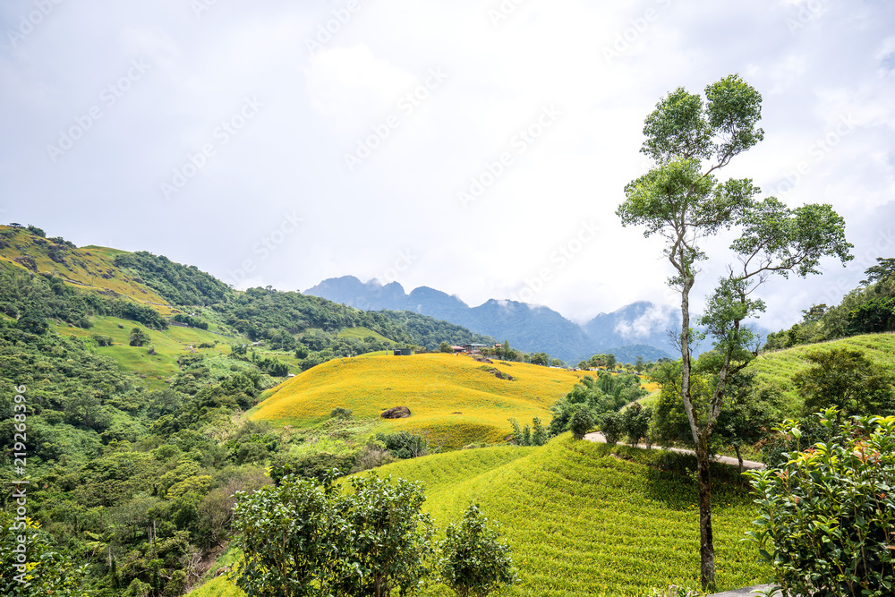 六十石山（柳石丹山）的橙色黄花（茶色黄花）花卉农场，蓝色s