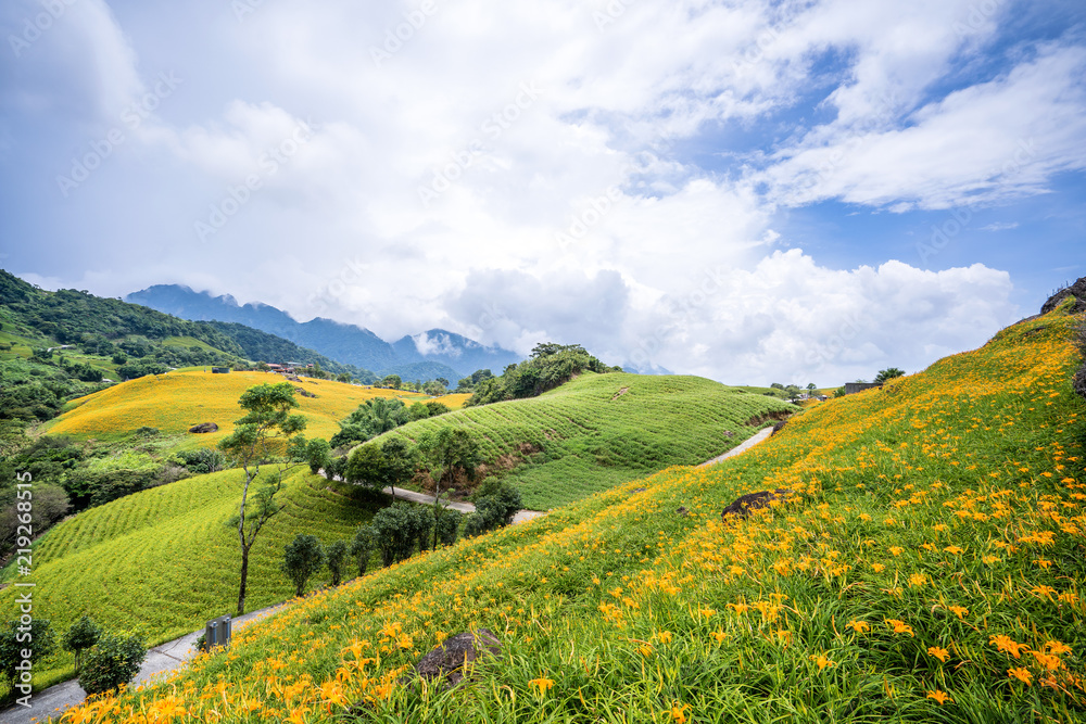 六十石山（柳石丹山）的橙色黄花（茶色黄花）花卉农场，蓝色s