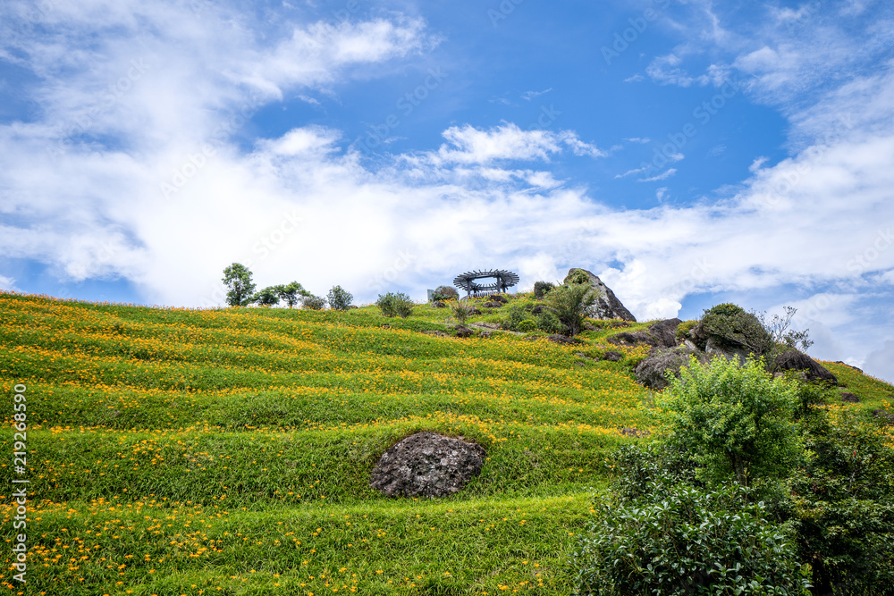 六十石山（柳石丹山）的橙色黄花（茶色黄花）花卉农场，蓝色s