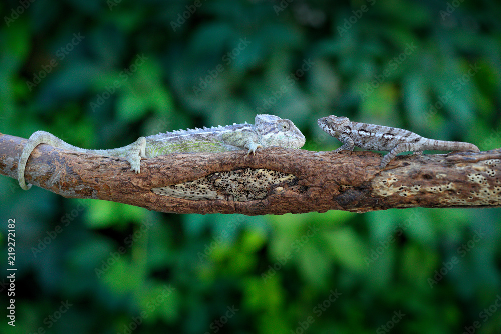 疣状Furcifer verrucosus，Warty变色龙坐在森林栖息地的树枝上。异国美女en