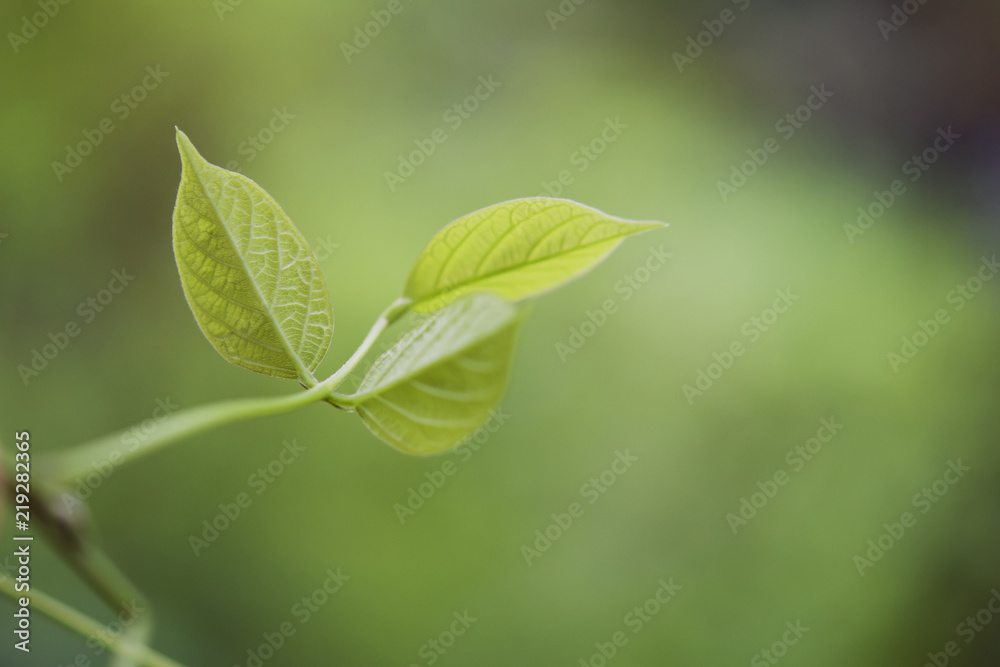 背景模糊的绿叶