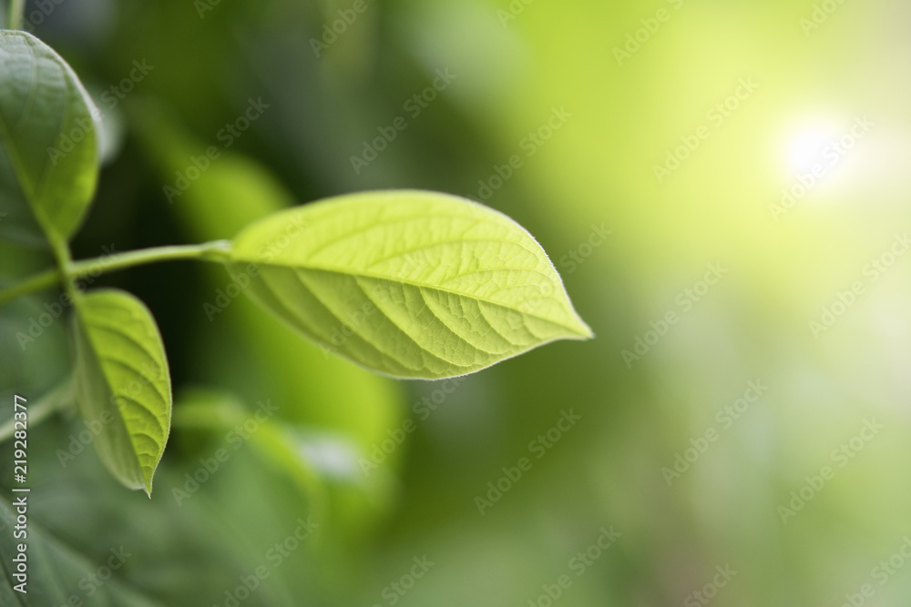 大自然中带有晨曦背景的绿叶