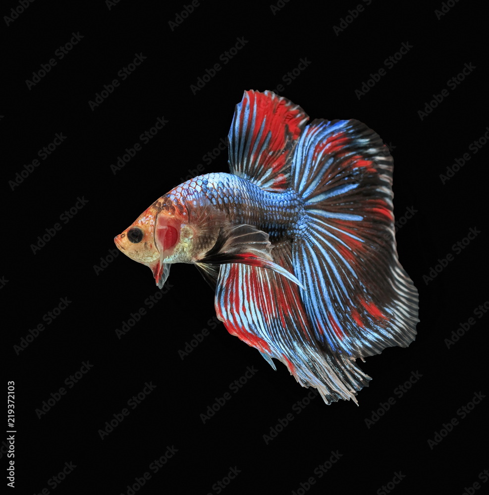 Fighting fish, beautiful fish, beautiful color fighting fish Siam, black background.