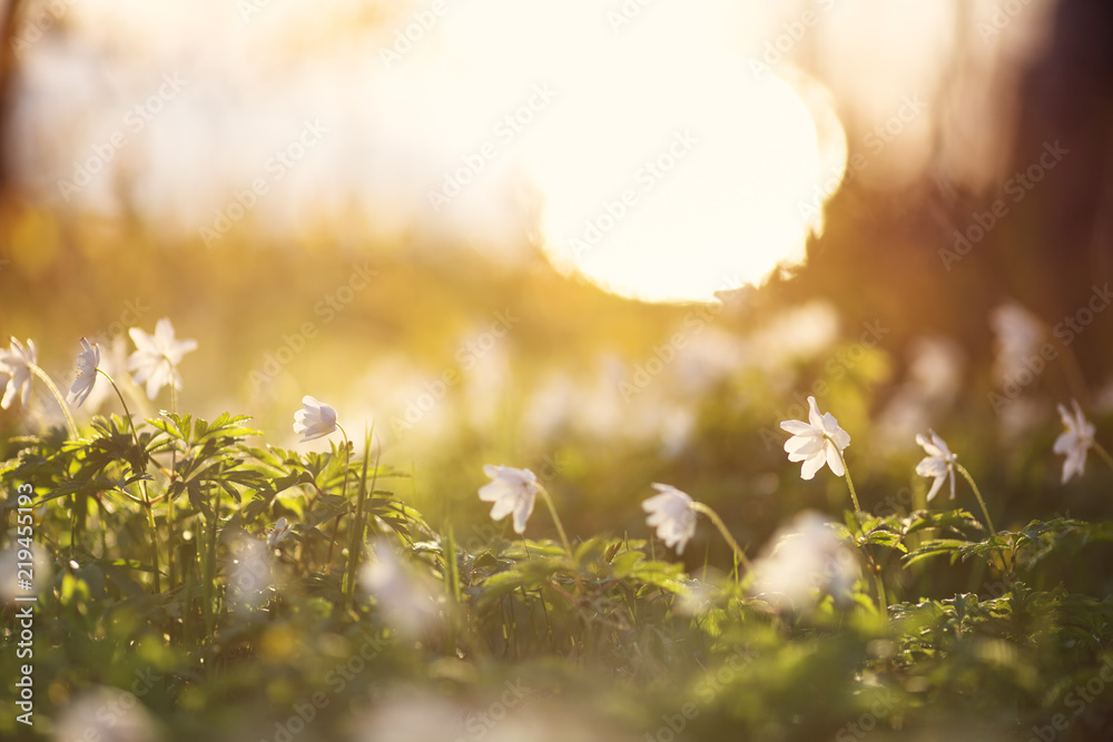 view to early spring flowers in the park. Anemone blossom at beautiful sunset with sunlight in the f