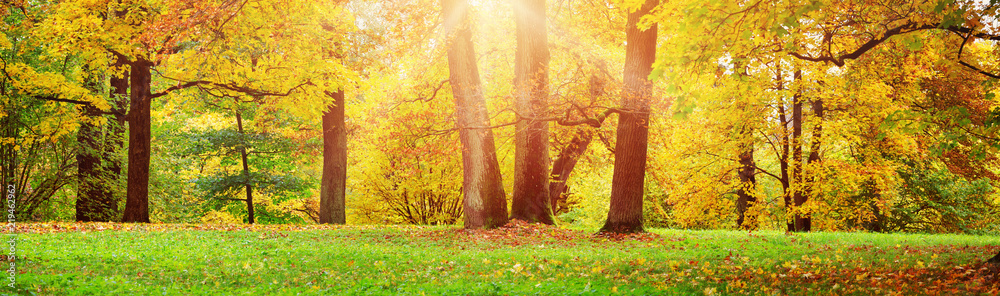 trees with multicolored leaves in the park