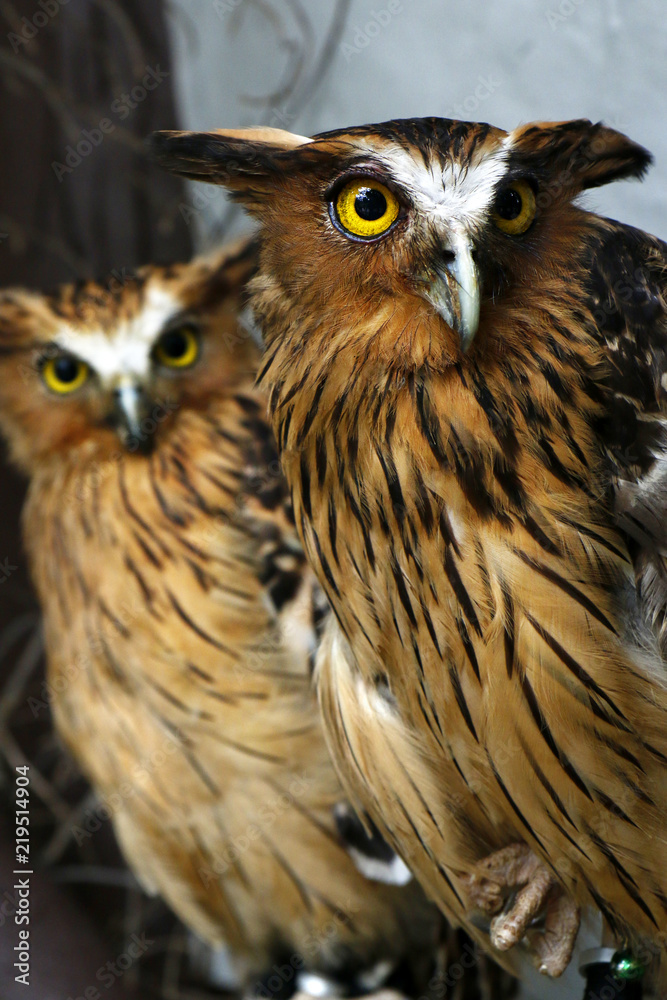 Two eagle owls in a tree  watching for hunting