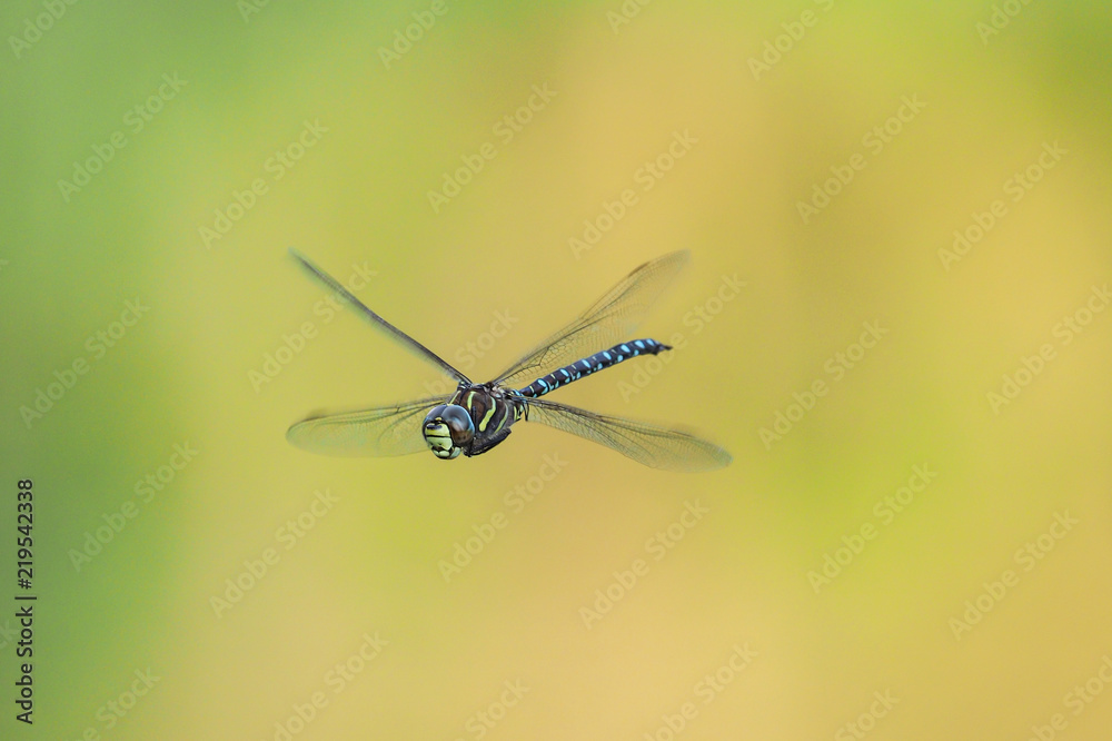 蜻蜓（Aeshna juncea），飞行中的雄性