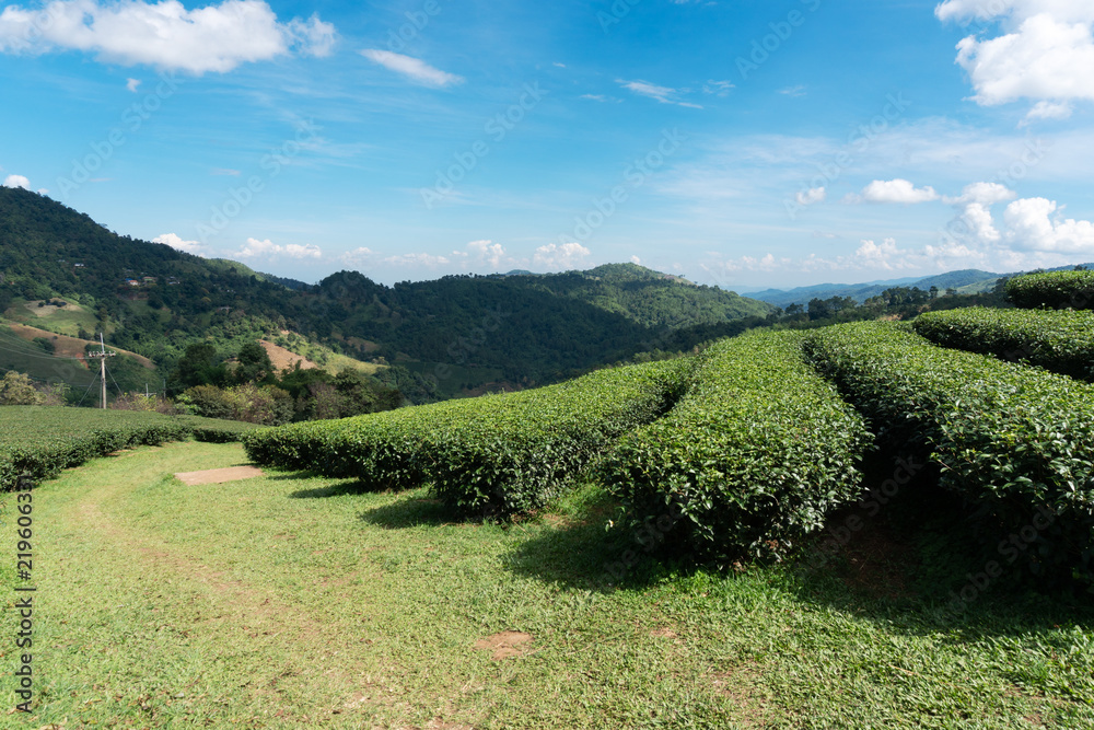 清新美丽的茶园风光自然背景