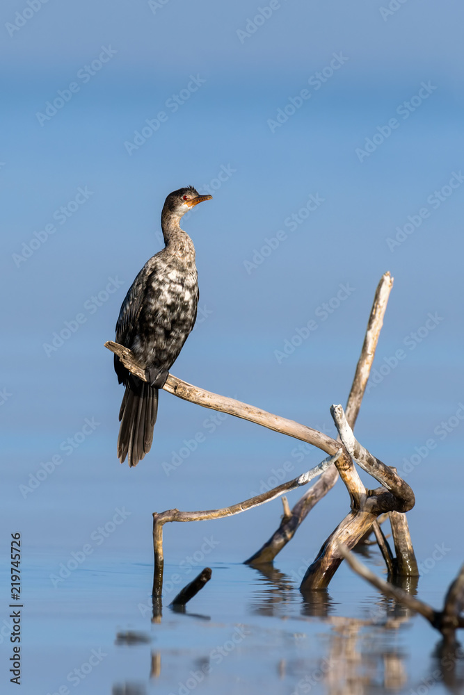 栖息在树枝上的Cormorant microcarbo melanoleucos