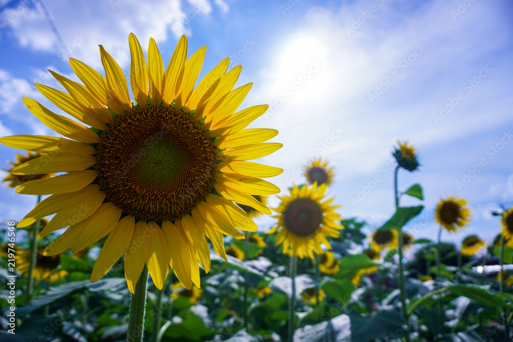 field of blooming sunflowers on a background sunset