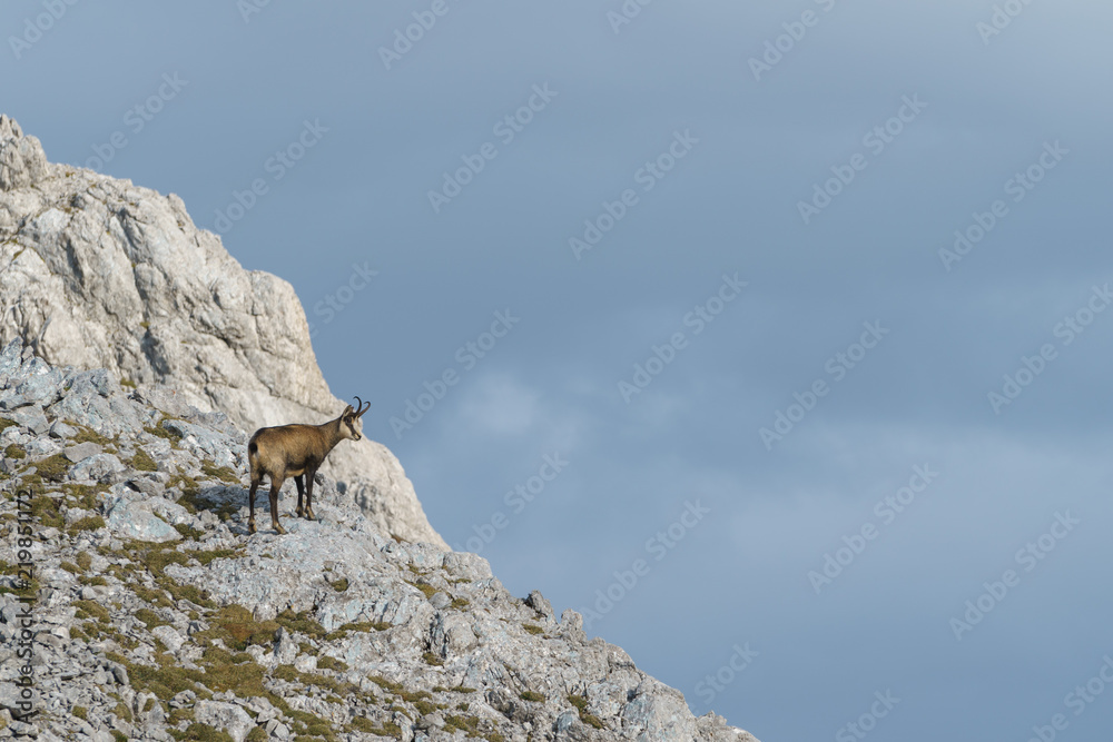 Gämse in der Nähe des Falschkogels am Hahntennjoch