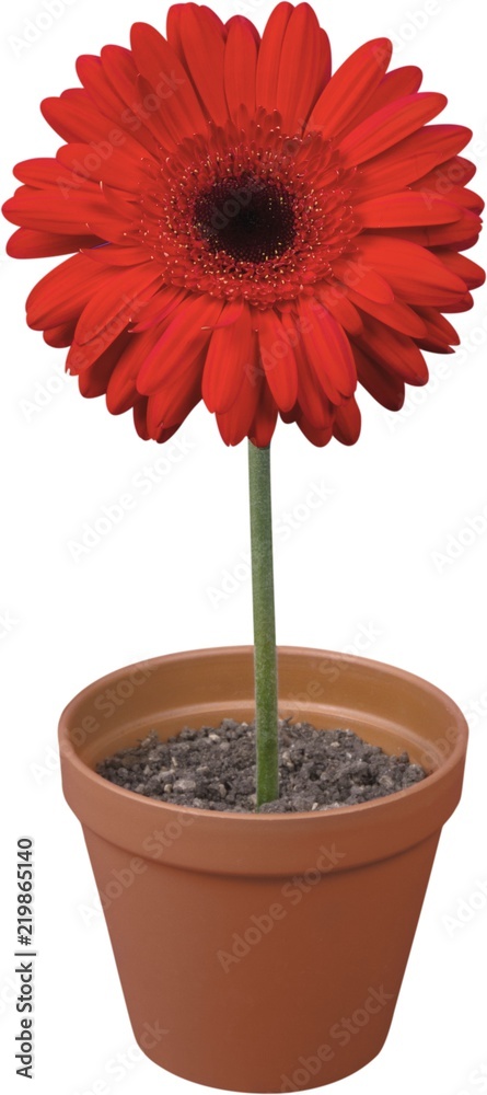 Red Gerbera flower isolated on white background