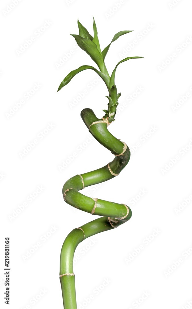 Curly Bamboo