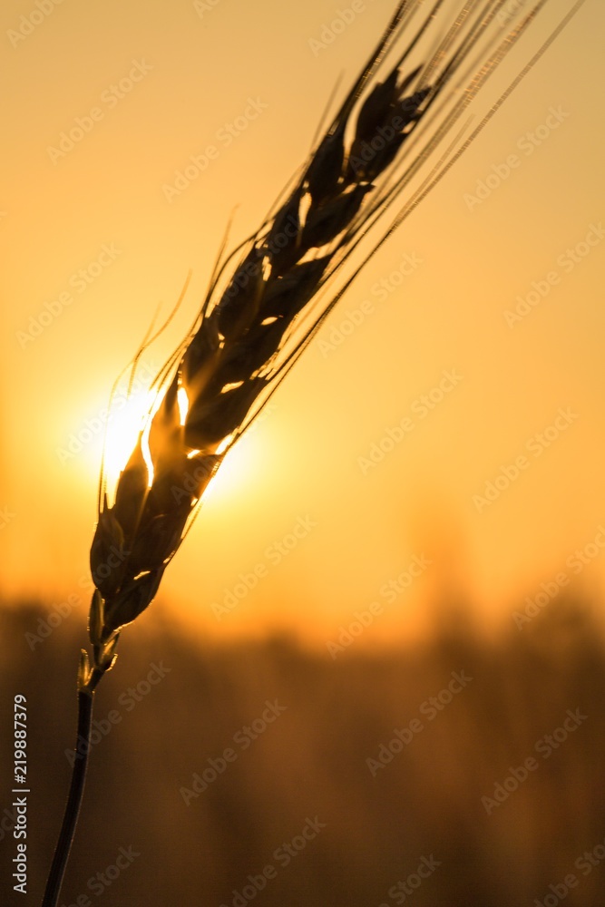 Sun Shining Through Golden Barley / Wheat Plant at Dawn / Sunset