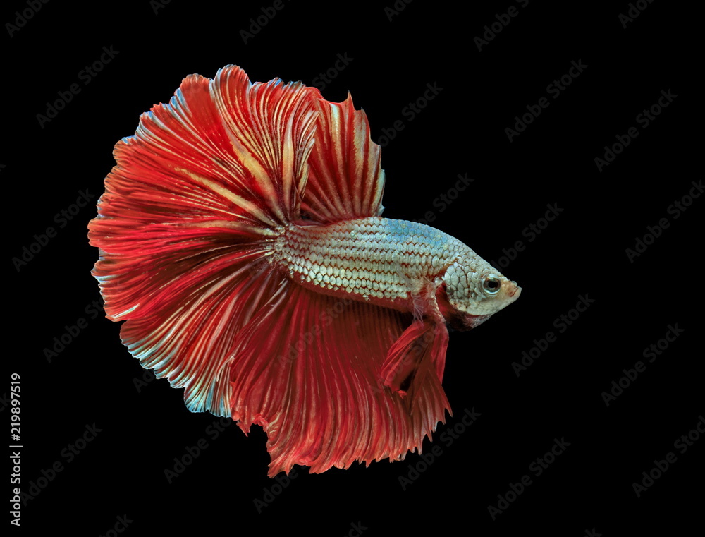 Siamese fighting fish, red fish, black background Betta splendens, Betta Fish, Halfmoon Betta.