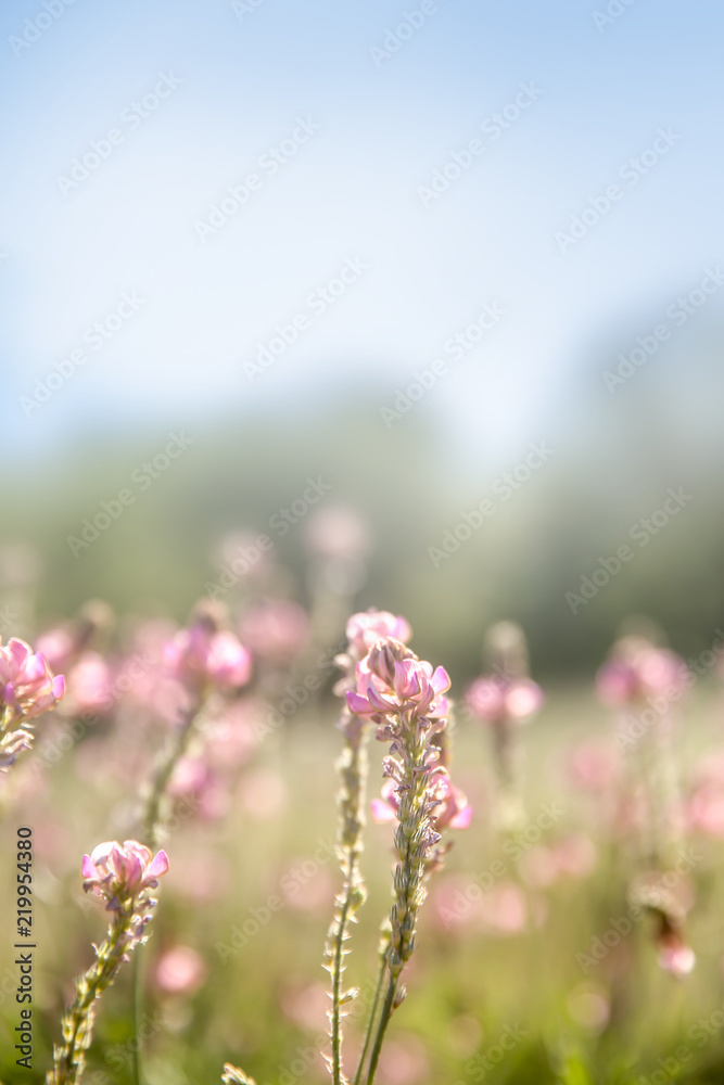 粉色野花的春天草地