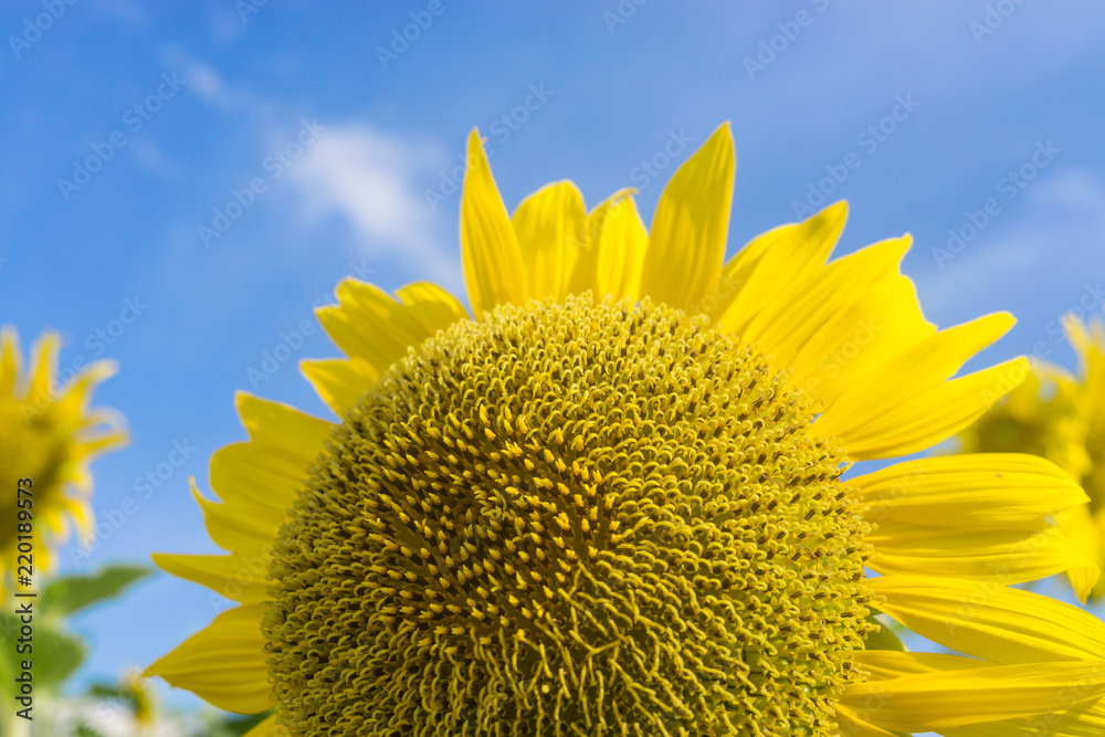 ํYellow sunflower in the clear sky day