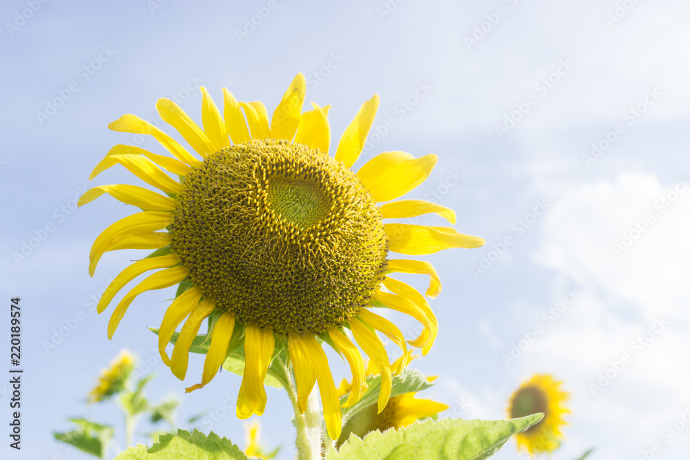 ํYellow sunflower in the clear sky day