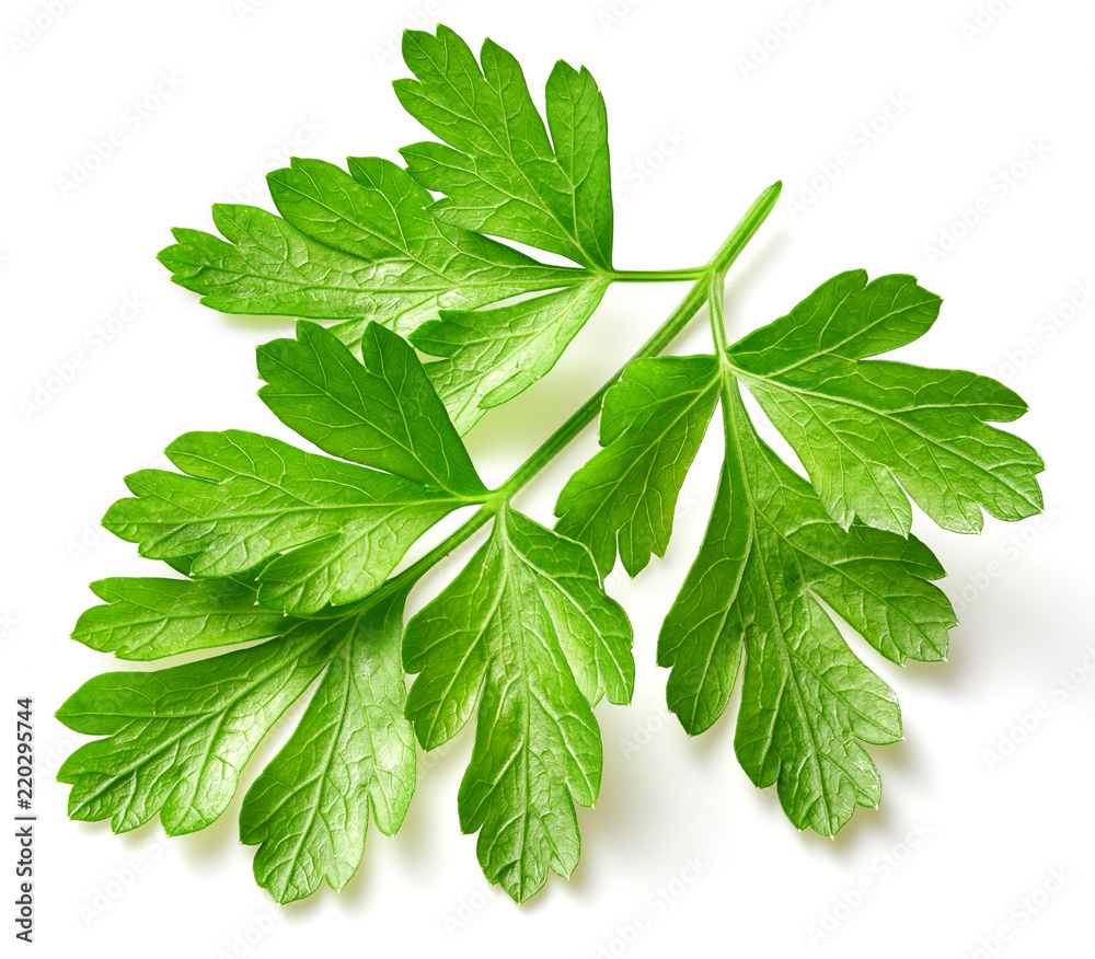 白色隔离的Parsley