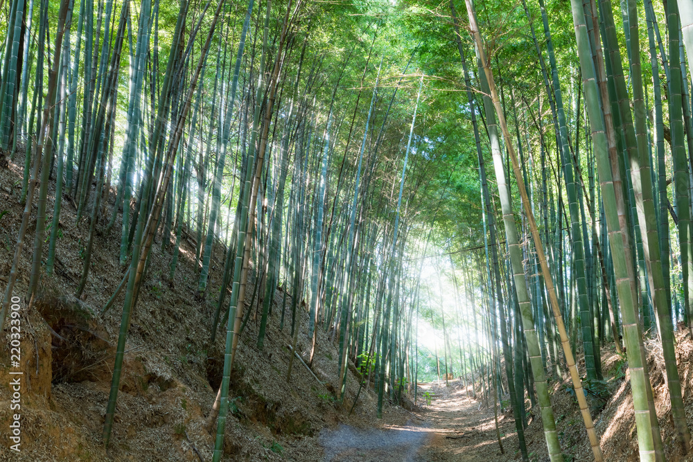 bamboo forest and dramatic light