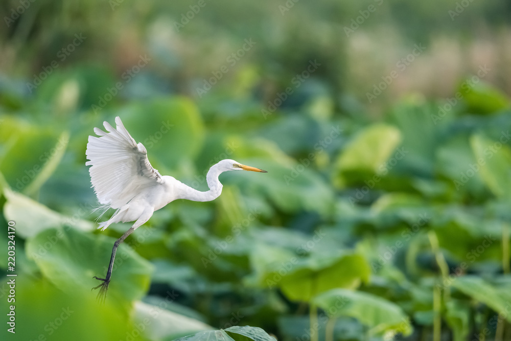 中间白鹭