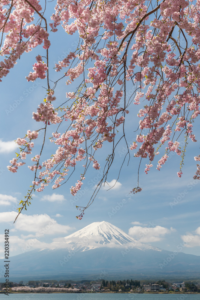 日本春季川口湖樱花和富士山