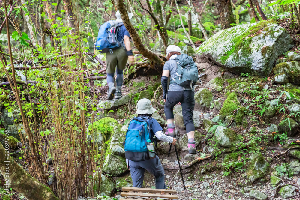 山奥の登山道