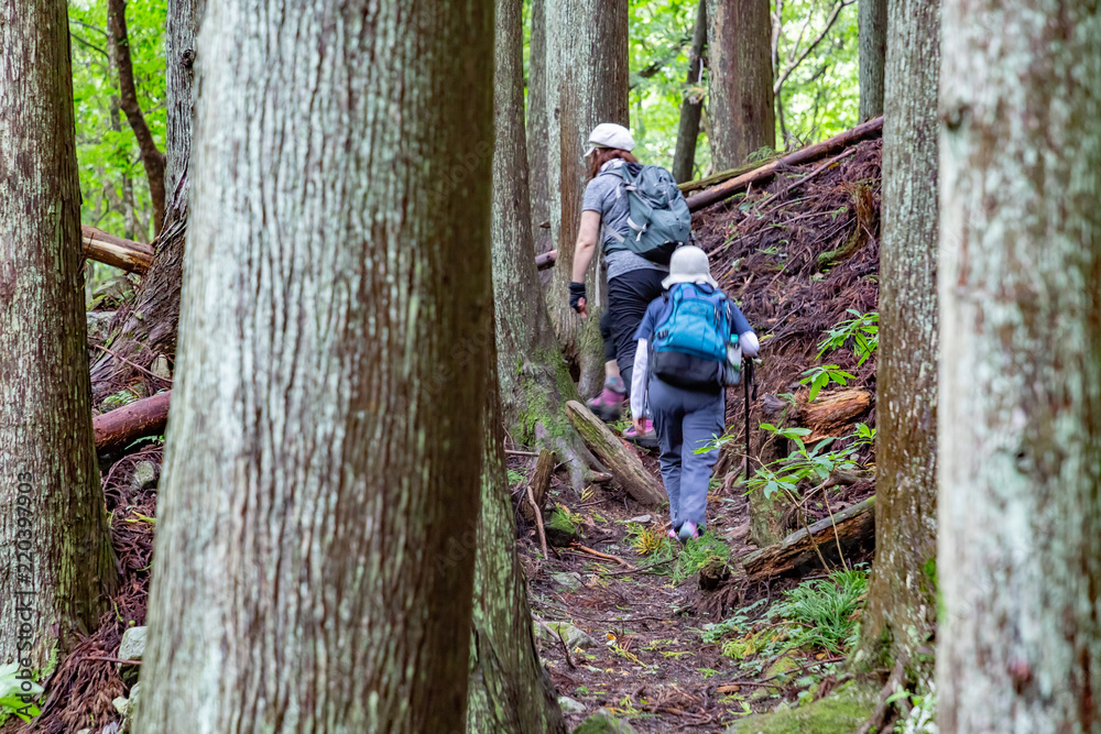 山奥の登山道